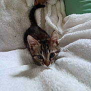 Ratatouille participe au concours pour gagner de l'argent avec cette photo : animal, blanket, cat, cozy, curious, cute, ears, feline, fluffy, indoor, kitten, pet, playful, small, soft, tabby, tail, whiskers, white, young