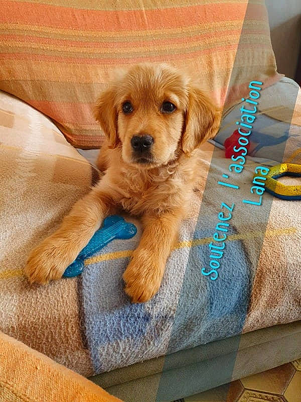 Lucy a rejoint le concours — aidez-le/la à gagner de superbes lots ! canidae, carnivore, comfort, companion_dog, dog, dog_breed, dog_supply, fawn, fur, linens, liver, pet_supply, rectangle, snout, sporting_group, working_animal