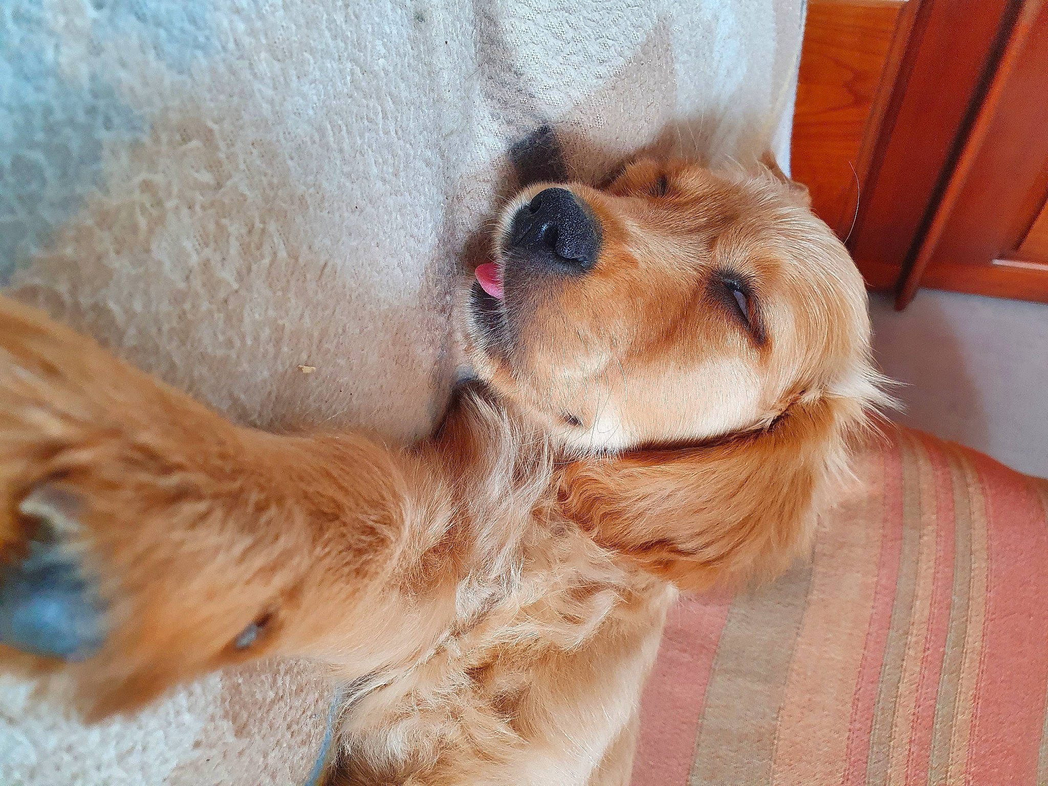 Lucy a rejoint le concours — aidez-le/la à gagner de superbes lots ! canidae, carnivore, cavalier_king_charles_spaniel, companion_dog, dog, dog_breed, dog_supply, ear, fawn, fur, liver, paw, pet_supply, puppy_love, snout, spaniel, sporting_group, tibetan_spaniel, toy_dog, whiskers