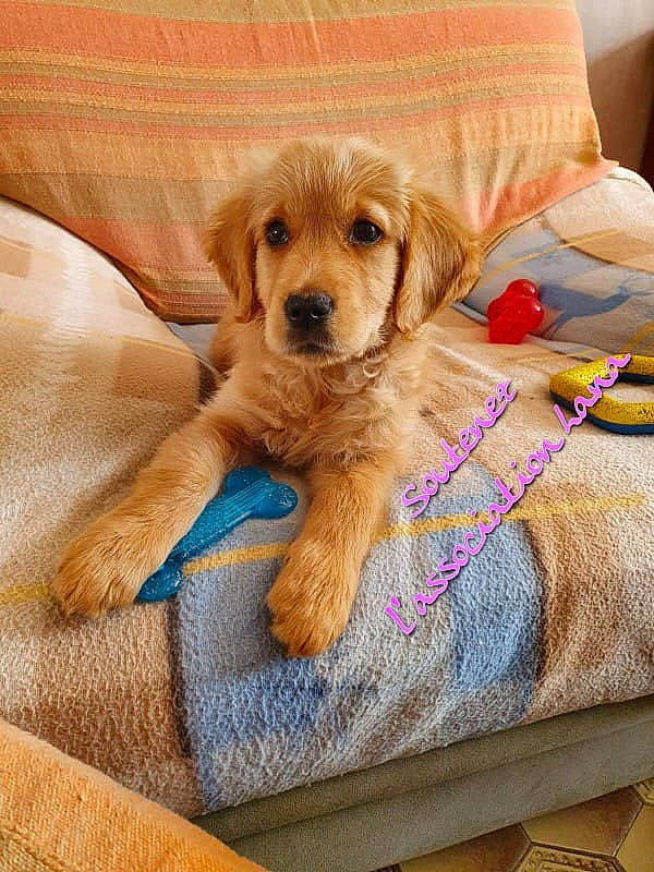 Lucy a rejoint le concours — aidez-le/la à gagner de superbes lots ! bedding, canidae, carnivore, collar, comfort, companion_dog, dog, dog_breed, dog_collar, dog_supply, fawn, fur, linens, liver, pet_supply, pillow, rectangle, sporting_group, wood, working_animal