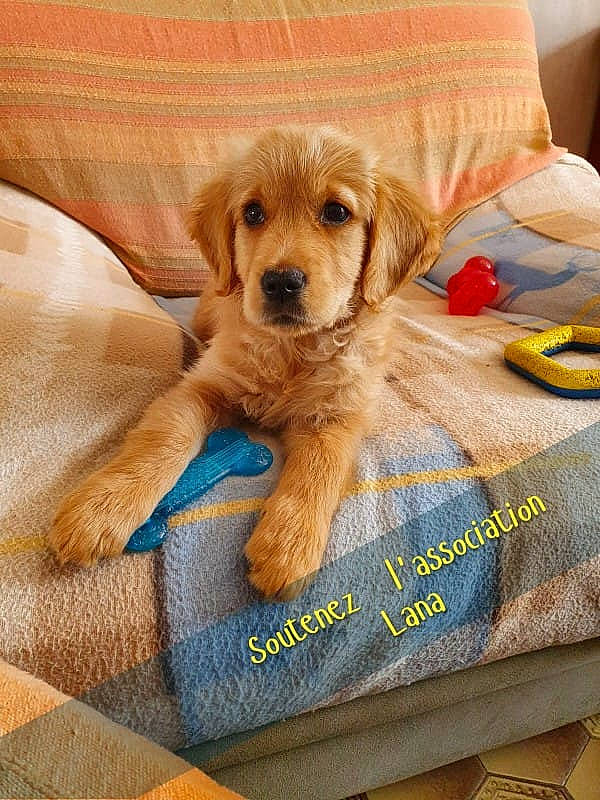 Lucy participe au concours pour gagner de l'argent avec cette photo : bedding, canidae, carnivore, comfort, companion_dog, dog, dog_breed, dog_supply, fawn, flooring, fur, linens, pet_supply, pillow, rectangle, room, sporting_group, throw_pillow, wood, working_animal