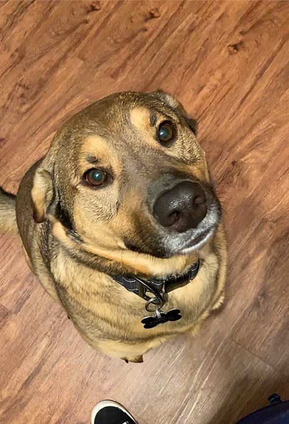 Maxx joined the competition — help win amazing prizes! canidae, carnivore, collar, companion_dog, dog, dog_breed, dog_collar, dog_supply, fawn, fur, hardwood, pet_supply, smile, snout, sporting_group, terrestrial_animal, whiskers, wood, wood_stain, working_animal