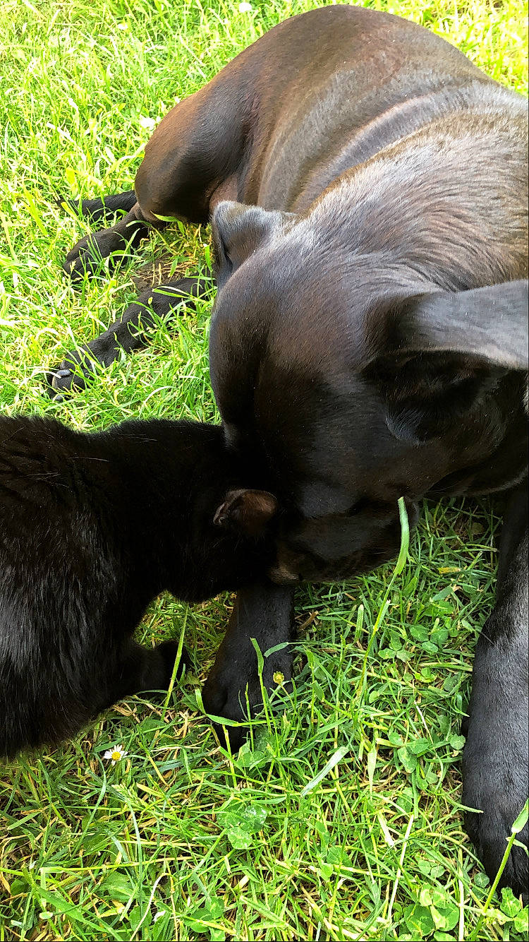 Laika participe au concours pour gagner de l'argent avec cette photo : canidae, carnivore, companion_dog, dog, dog_breed, fur, grass, groundcover, liver, mammal, plant, snout, sporting_group, terrestrial_animal, vertebrate, working_animal