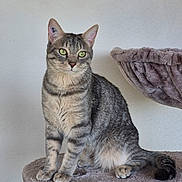 Saïko participe au concours pour gagner de l'argent avec cette photo : cat, tabby_cat, green_eyes, cat_tree, plush, feline, pet, indoor, sitting, fur, whiskers, ears, tail, animal, cute, domestic_cat, resting_place, soft_texture, wall, looking_away