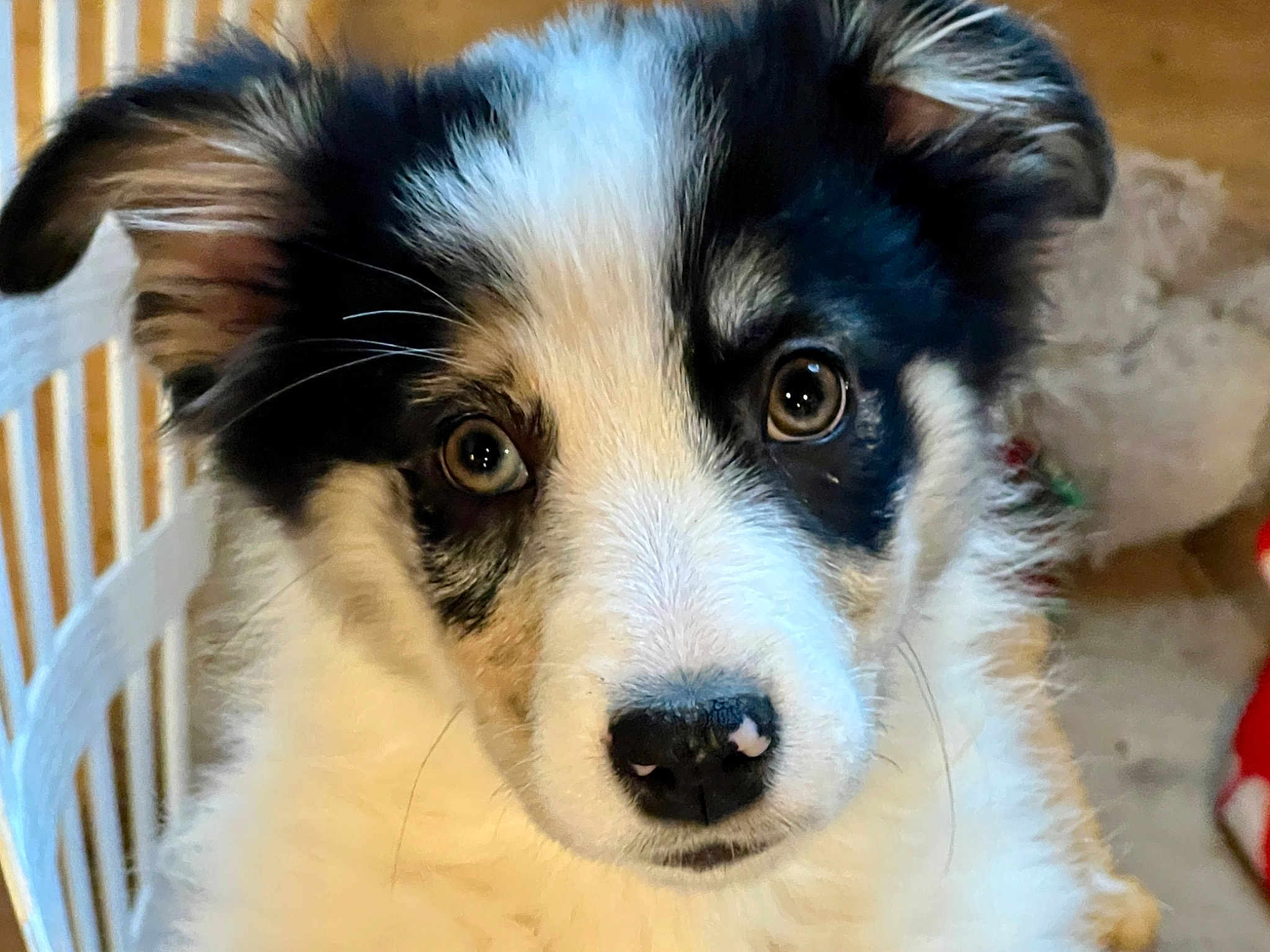 Dakota