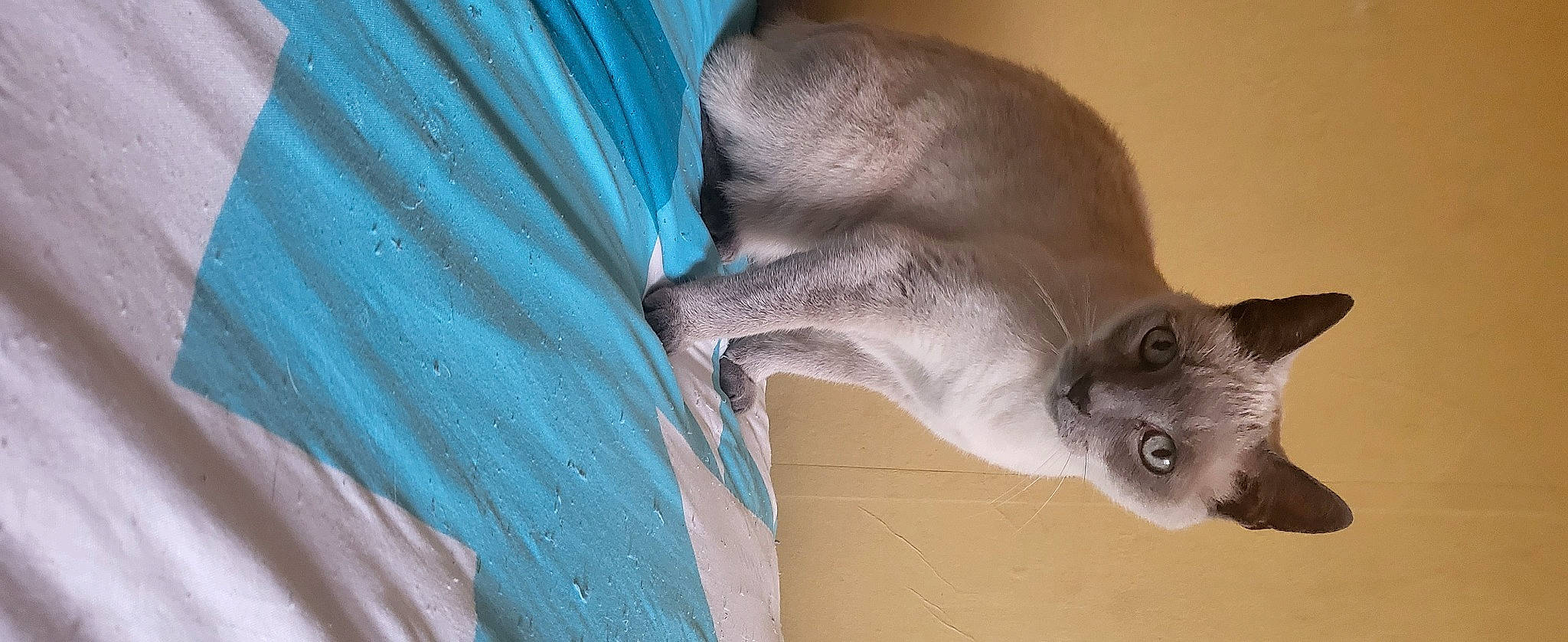 Caline participe au concours pour gagner de l'argent avec cette photo : canidae, carnivore, cat, dog_breed, domestic_short_haired_cat, electric_blue, fawn, felidae, foot, fur, grey, paw, russian_blue, small_to_medium_sized_cats, snout, tail, whiskers, wrinkle