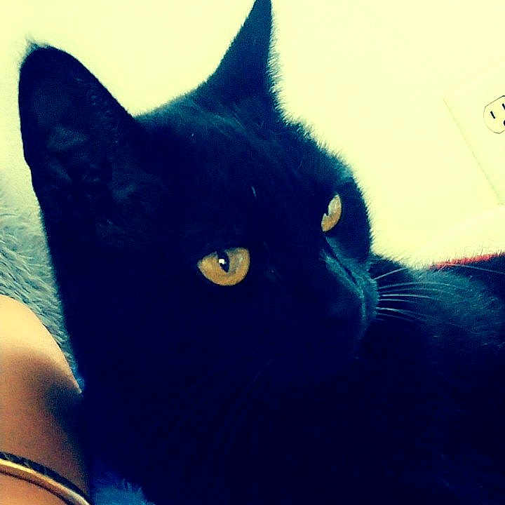 Muezza joined the competition — help win amazing prizes! animal, arm, black_cat, blanket, blue_blanket, cat, close_up, contrast, cozy, domestic_animal, feline, fur, indoor, person_arm, pet, relaxed, resting, soft_texture, whiskers, yellow_eyes