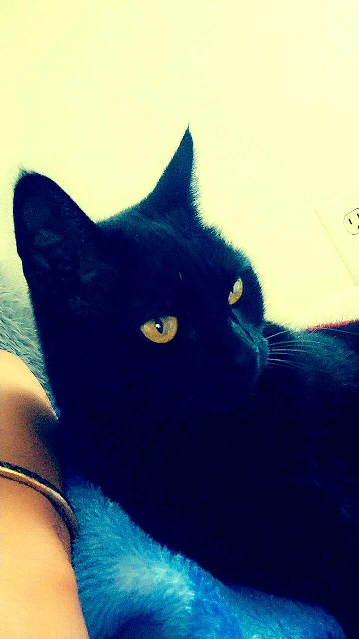 Muezza joined the competition — help win amazing prizes! black_cat, cat, pet, animal, yellow_eyes, close_up, feline, fur, whiskers, indoor, blanket, blue_blanket, arm, resting, relaxed, domestic_animal, soft_texture, cozy, person_arm, contrast