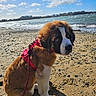 puppy, dog, saint_bernard, beach, sand, sea, water, waves, sky, clouds, harness, leash, outdoor, sunny, pet, animal, cute, young, nature, coast