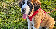 Belle joined the competition — help win amazing prizes! dog, puppy, st_bernard, grass, outdoor, pet, animal, young, cute, fur, tongue_out, harness, sitting, sunlight, field, nature, playful, mammal, leash, friendly
