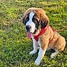 dog, puppy, st_bernard, grass, outdoor, pet, animal, young, cute, fur, tongue_out, harness, sitting, sunlight, field, nature, playful, mammal, leash, friendly