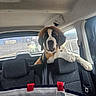 dog, puppy, saint_bernard, car_interior, backseat, seat, headrest, motorcycle, motorcyclist, window, road, seatbelt, pet, animal, furry, cute, curious, travel, transportation, daytime