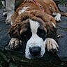 dog, puppy, saint_bernard, lying_down, paws, stone, outdoor, nature, moss, fur, close_up, animal, pet, cute, brown, white, black, collar, relaxed, companion