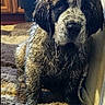 Boo joined the competition — help win amazing prizes! dog, muddy, wet, pet_bed, indoor, floor, kitchen, cabinet, radiator, dog_bed, curled_up, furry, animal, brown, black, white, canine, messy, resting, closeup
