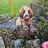 Boo joined the competition — help win amazing prizes! puppy, dog, muddy, tongue_out, paws, rocks, ivy, garden, fence, grass, outdoor, nature, cute, animal, pet, playful, young_dog, curious, resting_paws, adventure