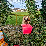 Boo is registered to the contest to win money with this photo: dog, pink_container, ivy, stone_wall, greenery, grass, rural, outdoor, playful, muddy, tongue_out, garden_hose, watering_can, fence, house, sky, plants, nature, daylight, leafy