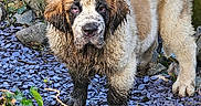 Boo joined the competition — help win amazing prizes! dog, muddy, outdoor, grass, rocks, purple_stones, fence, wet_fur, fluffy, pet, animal, nature, curious, portrait, dirty, canine, young_dog, mud, garden, playful