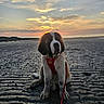 Bear is registered to the contest to win money with this photo: dog, saint_bernard, puppy, beach, sunset, sand, leash, muddy, outdoor, nature, sky, clouds, water, animal, pet, canine, sunlight, horizon, relaxing, scenic