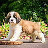 Bear joined the competition — help win amazing prizes! puppy, dog, saint_bernard, young_dog, outdoor, nature, flowers, greenery, sunlight, tree_slice, paw, cute, fluffy, pet, animal, garden, playful, standing, summer, colorful