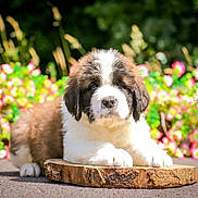 Bear joined the competition — help win amazing prizes! puppy, saint_bernard, dog, animal, pet, cute, fluffy, outdoor, flowers, greenery, nature, sunlight, wood, resting, young, adorable, summer, colorful, background, closeup