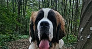 Bear joined the competition — help win amazing prizes! dog, saint_bernard, tongue_out, forest, trees, leaves, path, outdoor, nature, pet, animal, mammal, fur, cute, canine, walking_path, greenery, daylight, collar, tag
