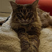 Michel Talleu a rejoint le concours — aidez-le/la à gagner de superbes lots ! cat, maine_coon, fluffy, long_hair, brown, tabby, pet, animal, feline, portrait, indoors, cozy, blanket, couch, chair, relaxed, sitting, paws, whiskers, home_decor