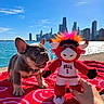 Benny joined the competition — help win amazing prizes! dog, french_bulldog, plush_toy, mascot, basketball, sports_uniform, chicago_bulls, waterfront, city_skyline, lake, outdoor, sunny, blue_sky, blanket, red, colorful, toy, hand, portrait, playful