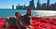 Benny joined the competition — help win amazing prizes! dog, french_bulldog, puppy, pet, animal, outdoor, waterfront, lake, skyline, city, chicago, architecture, blanket, red_blanket, patterned_blanket, sunlight, blue_sky, water, shoreline, portrait
