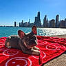 dog, french_bulldog, puppy, pet, animal, outdoor, waterfront, lake, skyline, city, chicago, architecture, blanket, red_blanket, patterned_blanket, sunlight, blue_sky, water, shoreline, portrait