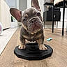 dog, french_bulldog, puppy, pet, animal, portrait, indoors, wooden_floor, weight_plate, toy, squeaky_toy, ears, wrinkles, nose, eyes, standing, home, furniture, black_and_gray, close_up