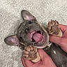 Benny is registered to the contest to win money with this photo: dog, puppy, french_bulldog, pet, animal, lying_down, upside_down, open_mouth, tongue, paws, claws, ears, gray_fur, pink_tongue, human_hands, indoor, carpet, close_up, funny_expression, playful