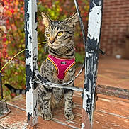 Sammie is registered to the contest to win money with this photo: cat, tabby, pet, harness, outdoor, porch, wood, metal_bars, peeling_paint, autumn, foliage, blurred_background, sitting, curious, animal, yellow_eyes, stripes, closeup, daylight, nature