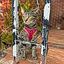 cat, tabby, pet, harness, outdoor, porch, wood, metal_bars, peeling_paint, autumn, foliage, blurred_background, sitting, curious, animal, yellow_eyes, stripes, closeup, daylight, nature