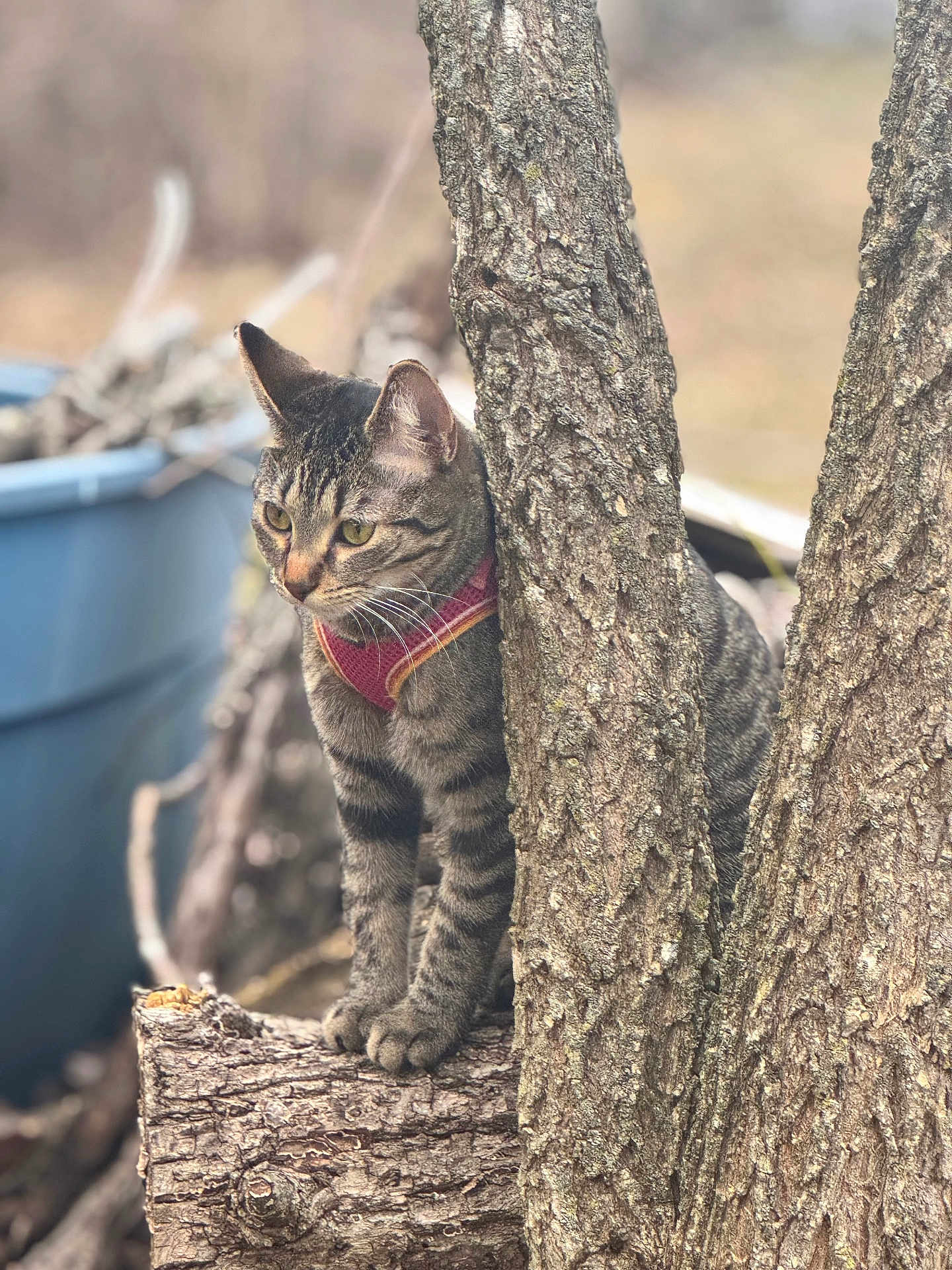 Sammie is registered to the contest to win money with this photo: cat, tabby_cat, tree, tree_bark, harness, outdoor, animal, pet, branch, nature, fur, whiskers, curious, alert, mammal, close_up, daylight, brown, gray, wood