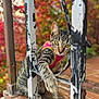 Sammie joined the competition — help win amazing prizes! cat, tabby, pet, animal, outdoor, harness, paw, curious, iron_railing, wooden_floor, autumn, leaves, blurred_background, closeup, feline, whiskers, yellow_eyes, striped_fur, playful, nature