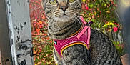 Sammie joined the competition — help win amazing prizes! cat, tabby_cat, pink_harness, wooden_surface, outdoor, sunlight, nature, foliage, red_leaves, green_leaves, pet, animal, whiskers, ears, yellow_eyes, close_up, portrait, curious, sitting, daylight