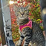 cat, tabby_cat, pink_harness, wooden_surface, outdoor, sunlight, nature, foliage, red_leaves, green_leaves, pet, animal, whiskers, ears, yellow_eyes, close_up, portrait, curious, sitting, daylight