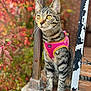 Sammie joined the competition — help win amazing prizes! cat, tabby, animal, pet, outdoor, autumn, fall_foliage, harness, pink_harness, wooden_porch, metal_railings, curious, sitting, closeup, yellow_eyes, striped, nature, vibrant_colors, rustic, daylight