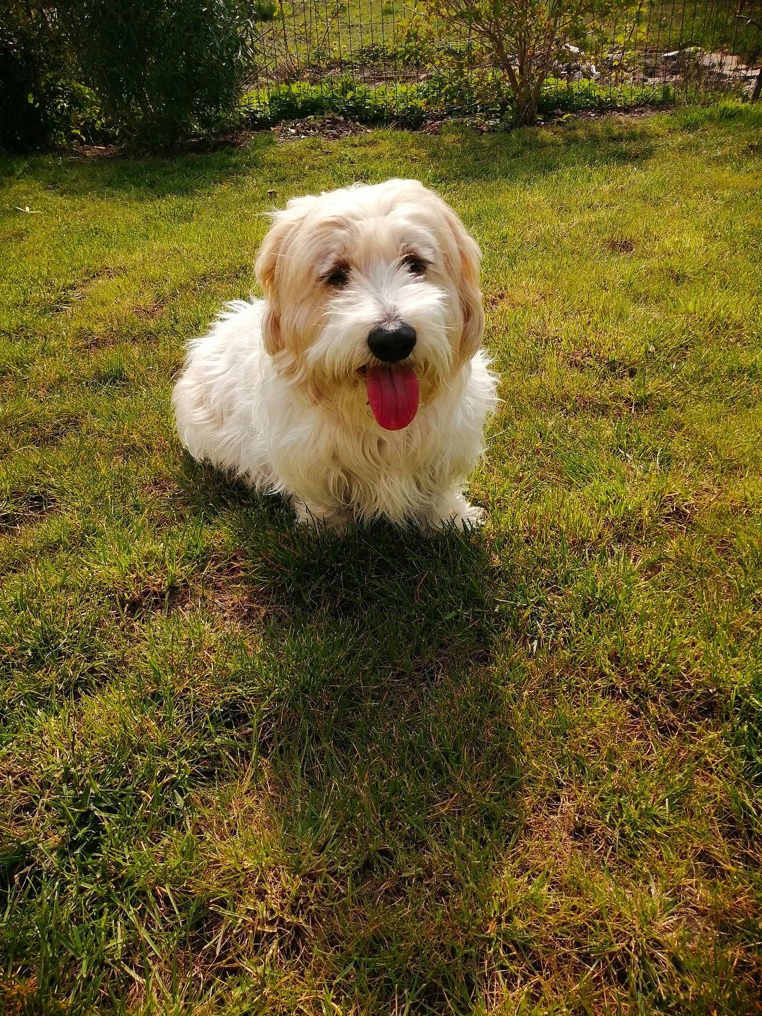 Snoopy participe au concours pour gagner de l'argent avec cette photo : canidae, carnivore, companion_dog, dog, dog_breed, garden, grass, groundcover, landscape, maltepoo, non_sporting_group, plant, small_terrier, soil, sporting_group, terrier, toy_dog, water_dog, working_animal, yard
