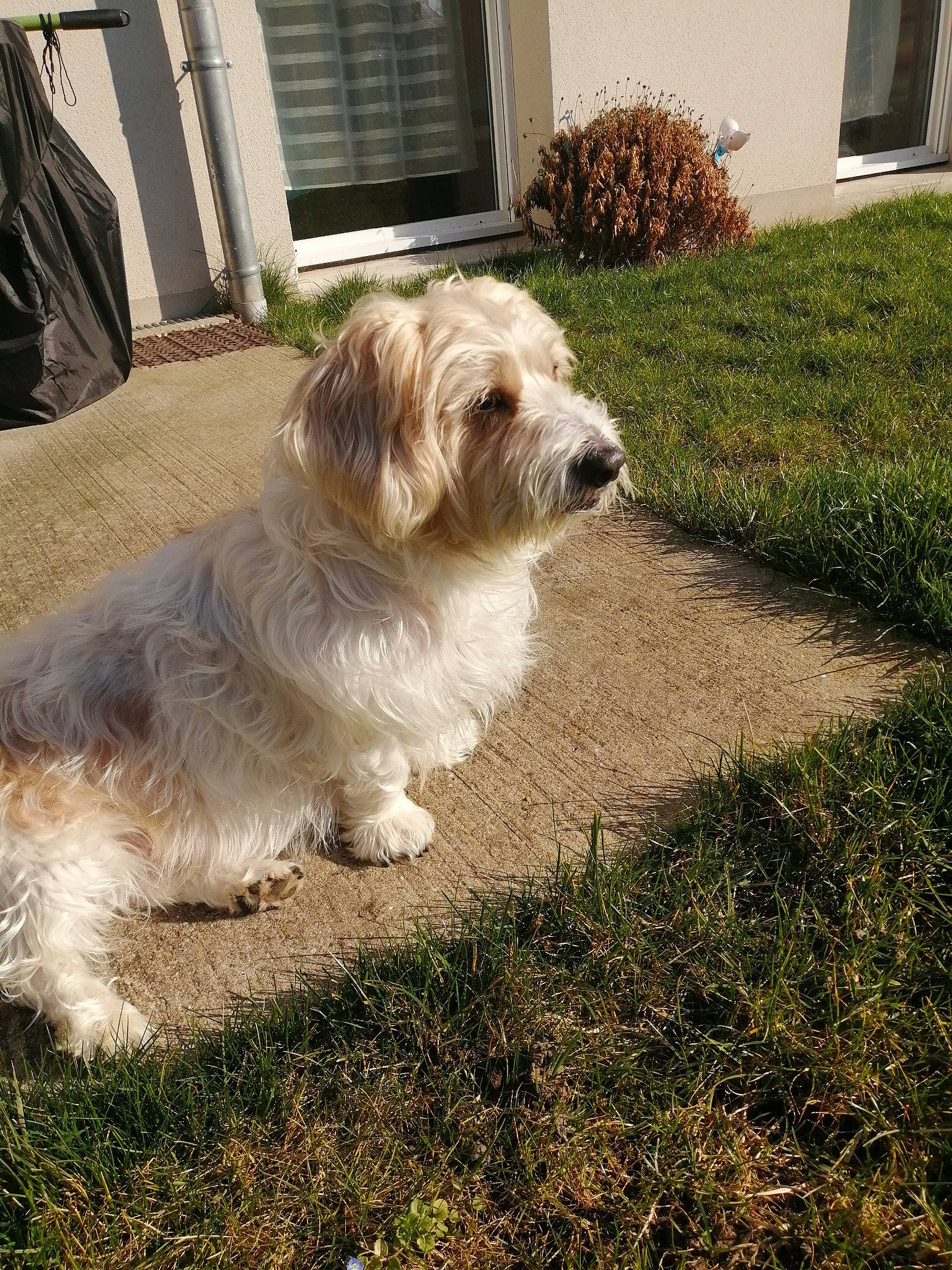 Snoopy a rejoint le concours — aidez-le/la à gagner de superbes lots ! canidae, carnivore, companion_dog, dog, dog_breed, driveway, fur, grass, maltepoo, non_sporting_group, plant, road_surface, small_terrier, snout, tail, terrier, toy_dog, window, working_animal, yard