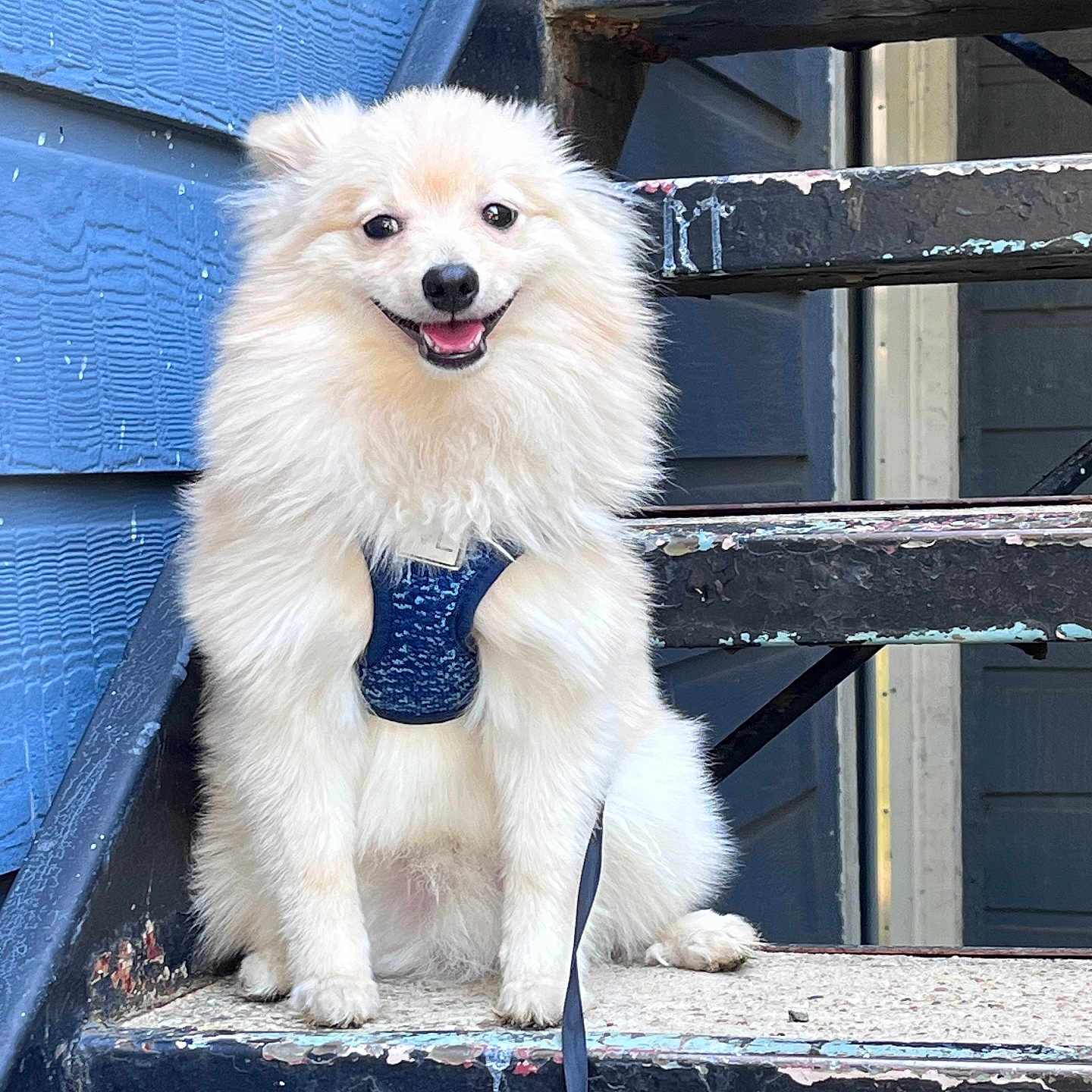 Zeus joined the competition — help win amazing prizes! animal, architecture, building, canine, dog, eskimodog, handrail, house, housing, husky, leash, pet, porch, puppy, railing, slate, staircase, terrier, whitedog