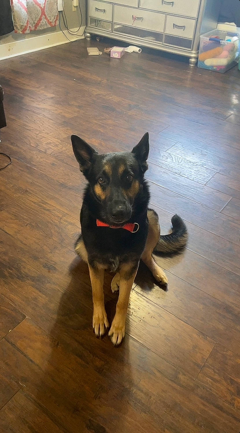 Colt joined the competition — help win amazing prizes! canidae, carnivore, companion_dog, dog, dog_breed, fawn, floor, flooring, german_shepherd_dog, hardwood, laminate_flooring, old_german_shepherd_dog, paw, plank, snout, varnish, wood, wood_flooring, wood_stain, working_animal