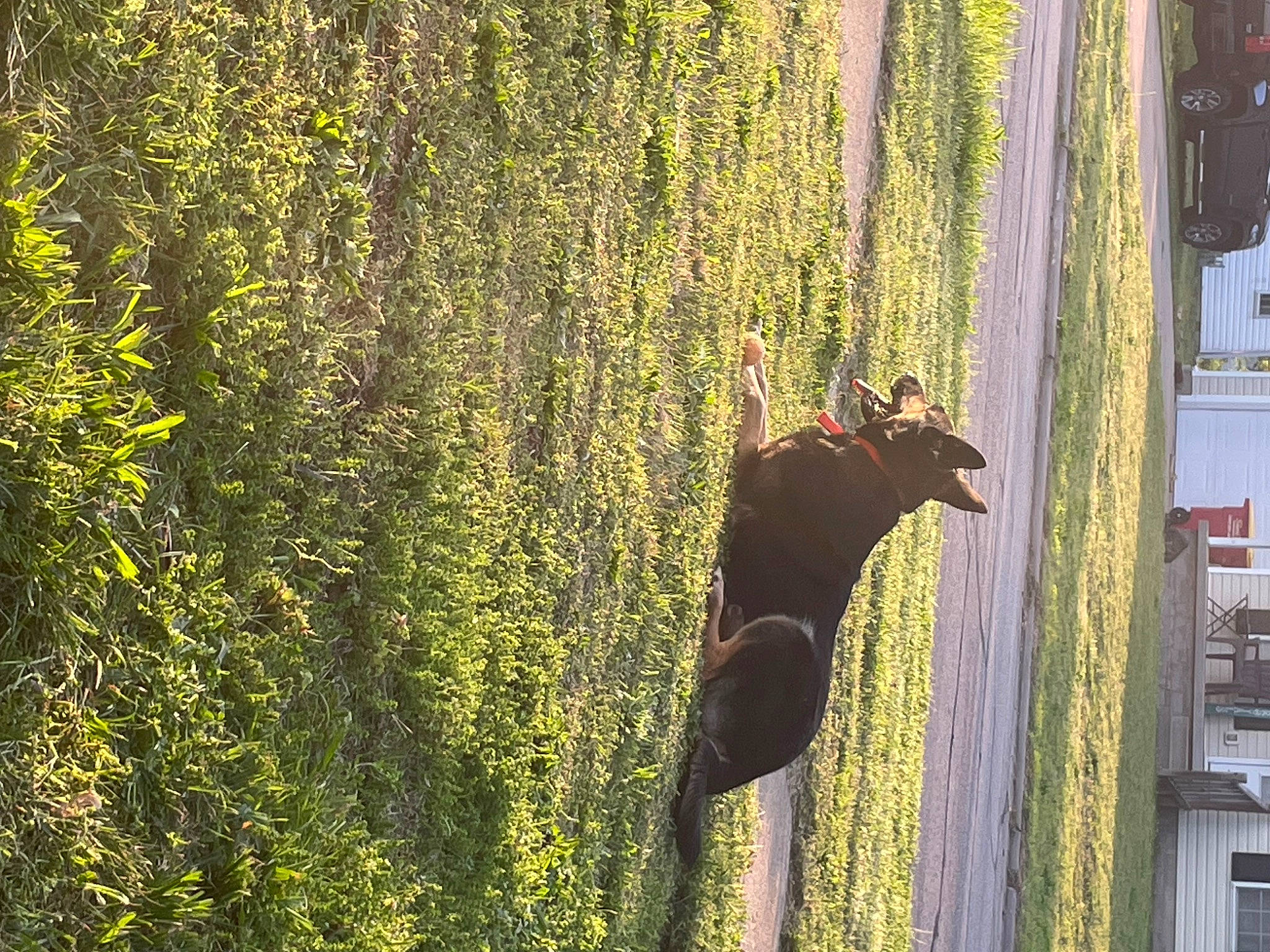 Colt is registered to the contest to win money with this photo: beak, fawn, forest, grass, leaf, metal, people_in_nature, perching_bird, plant, plant_stem, shadow, tail, terrestrial_animal, terrestrial_plant, tints_and_shades, tree, trunk, wildlife, window, wood