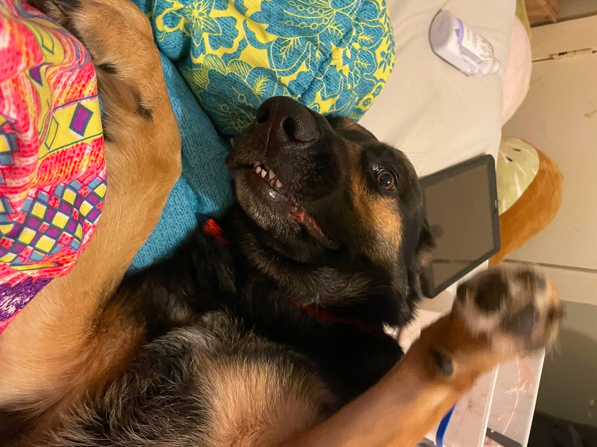 Colt is registered to the contest to win money with this photo: canidae, carnivore, comfort, companion_dog, dog, dog_breed, ear, elbow, fawn, foot, fur, gesture, human_leg, nail, pattern, paw, snout, sporting_group, working_animal, wrist