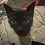 Clyde joined the competition — help win amazing prizes! cat, close_up, curious, indoor, blurry, cord, clutter, carpet, blanket, pet, animal, feline, ears, eyes, face, domestic, resting, home, casual, shadow