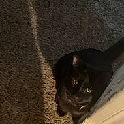 Clyde is registered to the contest to win money with this photo: cat, black_cat, carpet, indoor, shadow, yellow_eyes, corner, pet, animal, feline, dim_light, glowing_eyes, curious, looking_up, floor, domestic, mammal, whiskers, tail, house