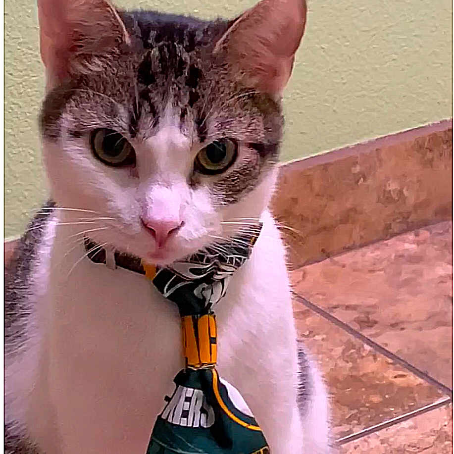 Tonyy is registered to the contest to win money with this photo: abyssinian, accessories, animal, art, canine, cat, collage, collar, dog, egyptiancat, formalwear, kitten, leash, manx, necktie, pet, slate, strap, text, tie