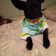 Tebo is registered to the contest to win money with this photo: dog, pet, black_dog, clothing, shirt, bed, bedspread, texture, indoor, animal, canine, collar, resting, ears, cute, small_dog, fabric, comfort, curious, furniture
