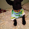 dog, pet, black_dog, clothing, shirt, bed, bedspread, texture, indoor, animal, canine, collar, resting, ears, cute, small_dog, fabric, comfort, curious, furniture