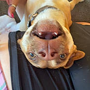 Cooper is registered to the contest to win money with this photo: dog, pet, upside_down, playful, teeth, collar, person, lap, indoor, brown_dog, canine, fur, close_up, cute, animal, smile, relaxed, casual, home, funny